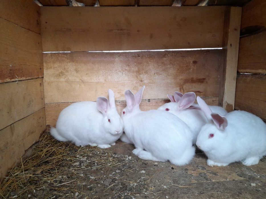 ПАНОН БІЛИЙ різного віку