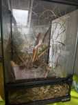 Patyczaki wraz z terrarium