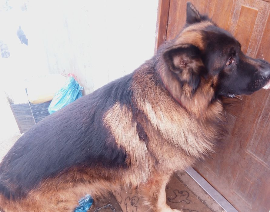 Szczeniaki zmienią dom