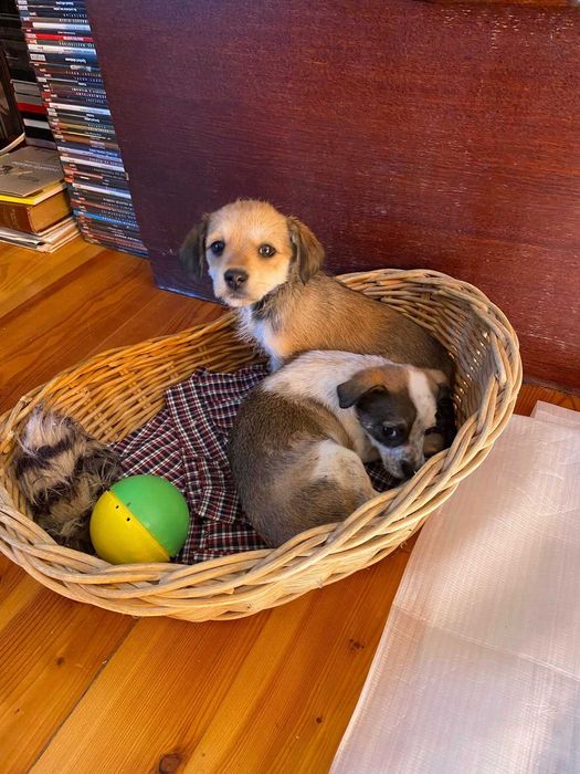 Pilne! dwa piękne szczeniaki uratowane od rozmnażacza do adopcji Konin