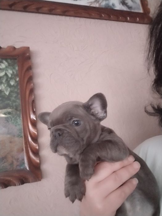 Діва французького бульдогу