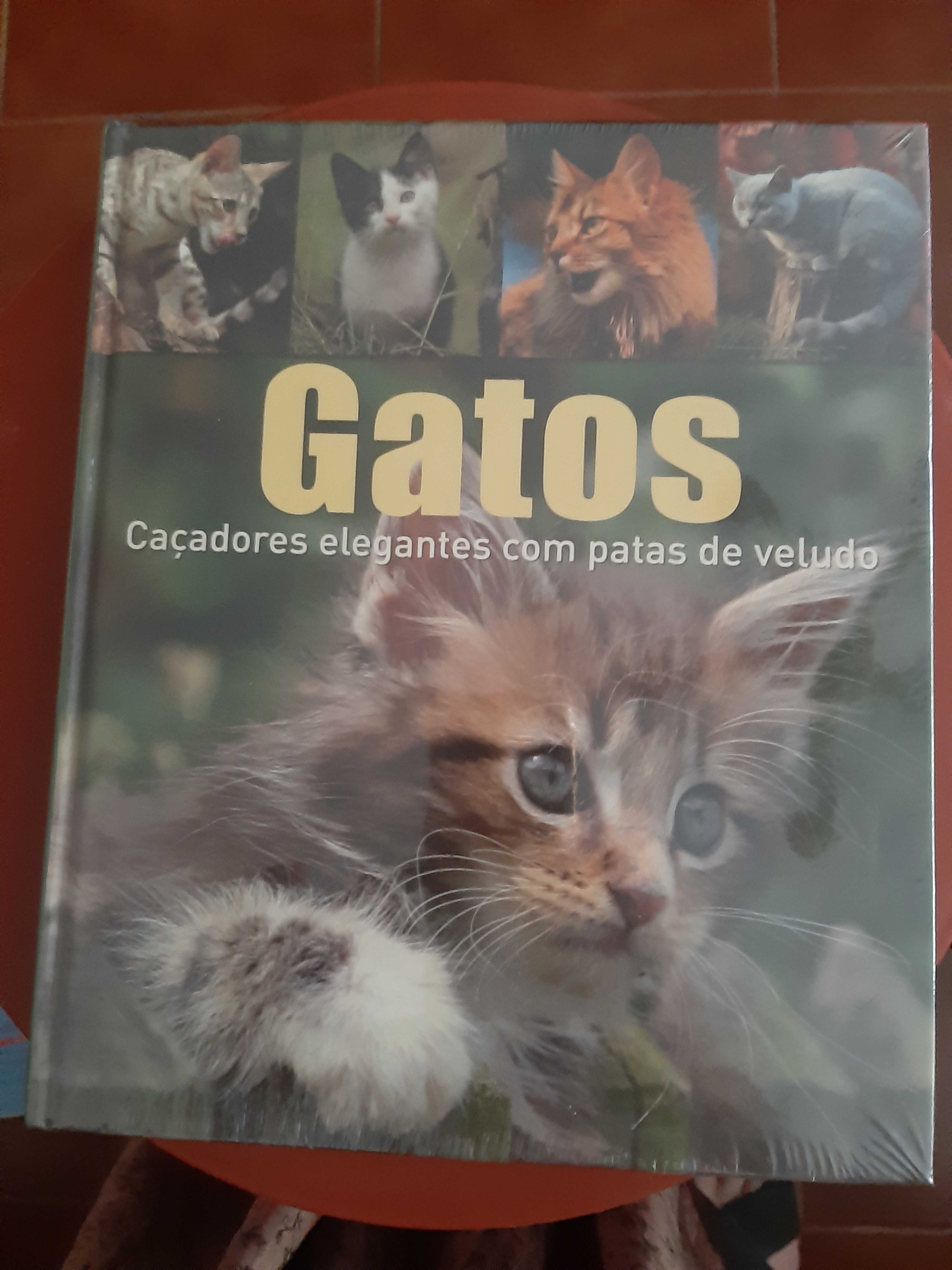 Magnífico livro ilustrado sobre gatos