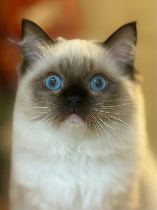 Kocurki ragdoll FIFE/FPL  Gotowe do odbioru