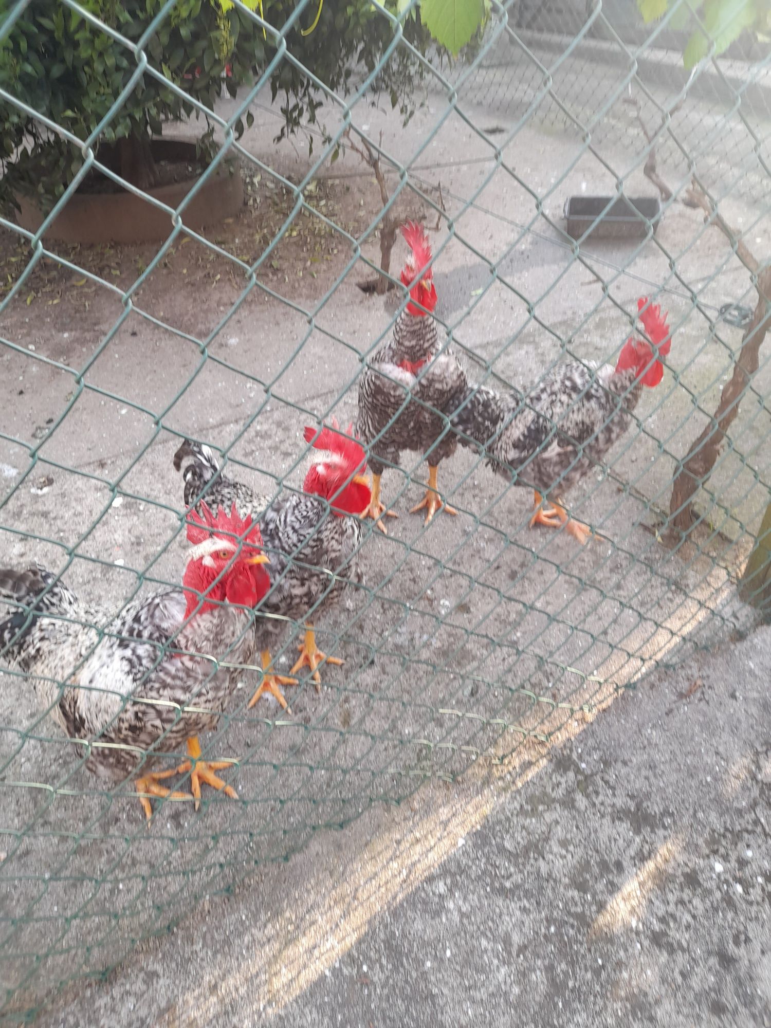 Vendo frangos caseiros