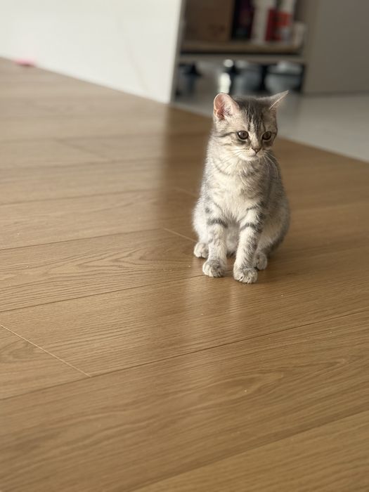 Kocurek brytyjski kocieta brytyjskie silver