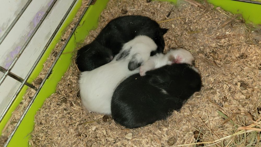 Króliczki karzełki, rex, miniaturki urodzone 17.11