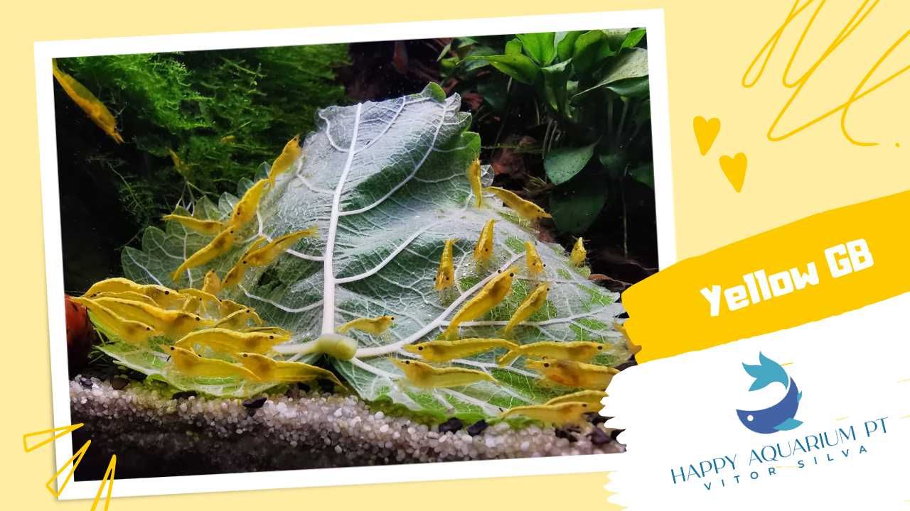 happyaquarium.pt - Neocaridina Yellow / Neocaridina Yellow Golden Back
