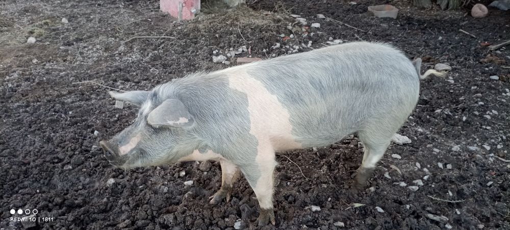 Porca cruzada de pietranXbizaro óptima para reprodutora