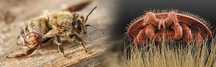 Tratamento de enxames varroa APIVAR, APITRAZ