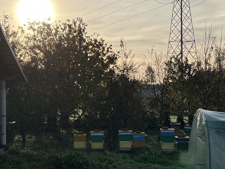 Odkłady pszczele, rodziny pszczele, pszczoły, ule, miód,