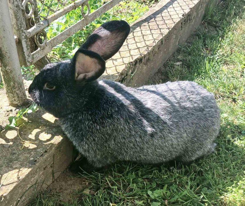 Полтавське срібло(кролі)