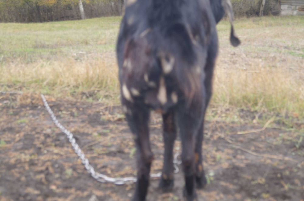 Козеня нубокоморі, дівчинка
