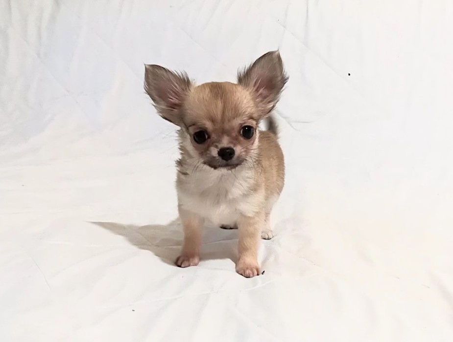 Чихуахуа мальчик