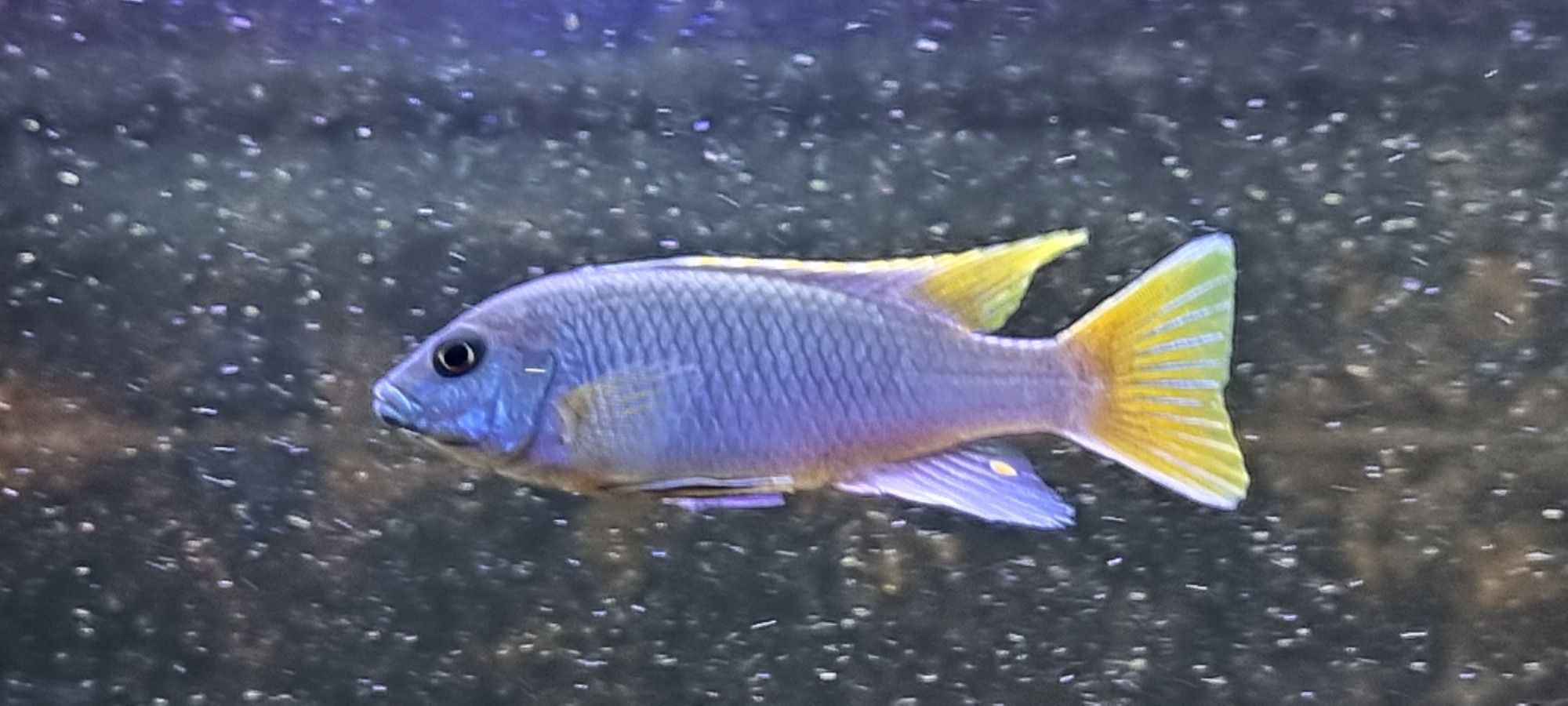 Pseudotropheus acei luwala  pyszczak acei