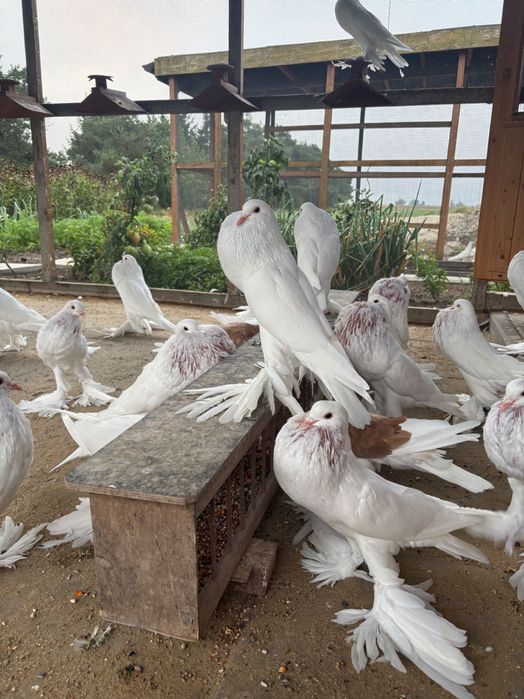 Garłacz, garłacze pomorskie