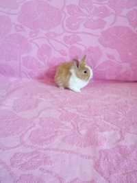 Królik karzełek królik miniaturka
