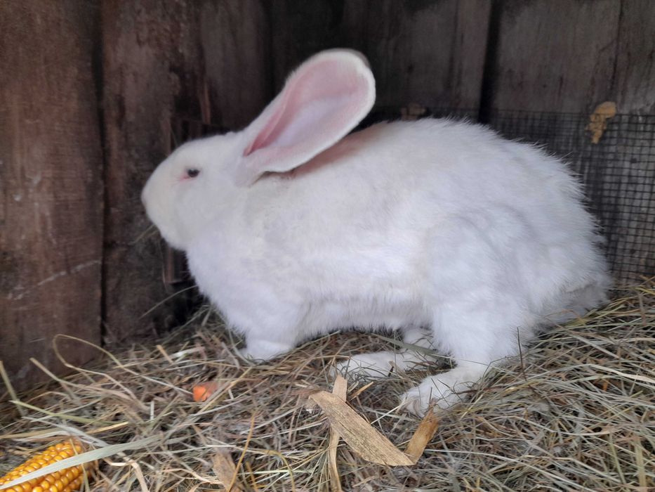 Samiec olbrzym belgijski