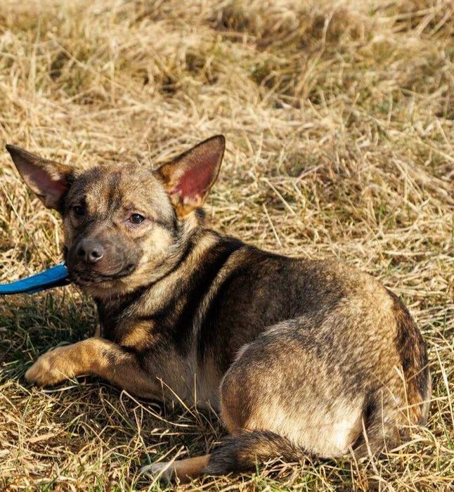 Nieduży Groszek szuka swojej Rodzinyy