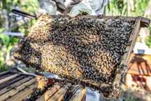 Enxames de abelhas ibéricos