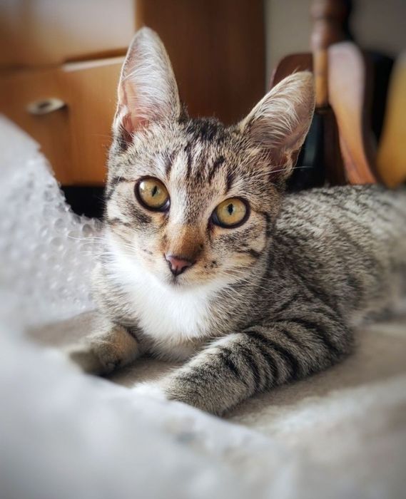 16 tygodniowa kicia szuka miłości