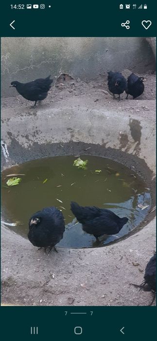Pintos, e frangos (pitos) de raça Australorp Negra