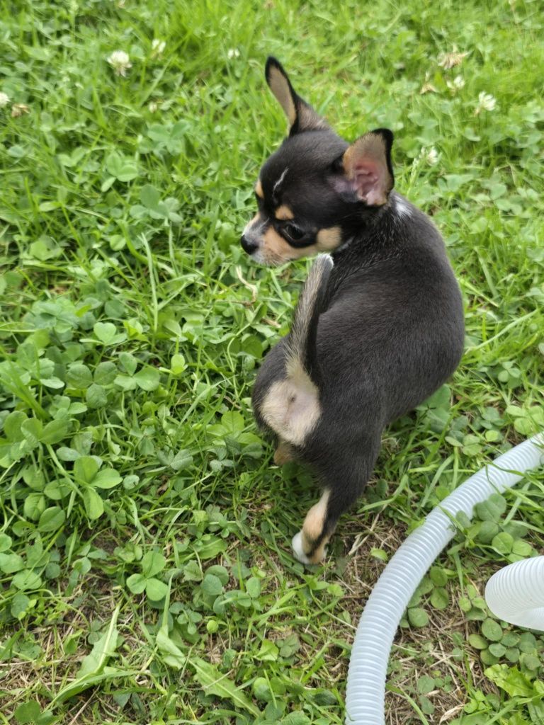 Chihuahua mini piesek