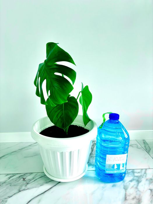 Монстера - чудернацька рослина. Остання.