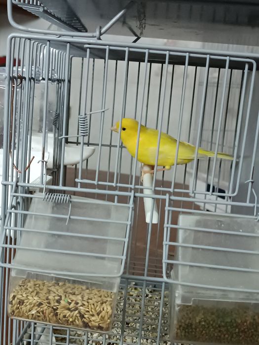 Canários machos e fêmeas