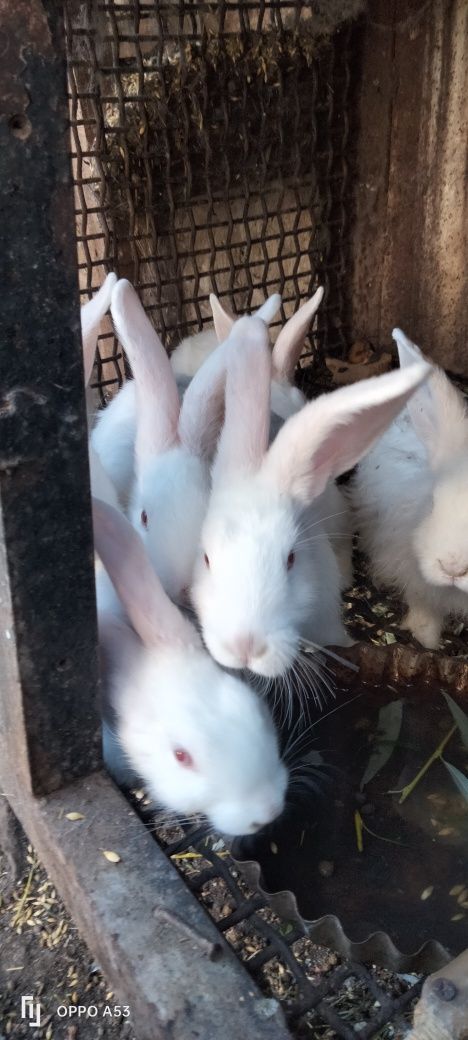 Кролики разних возрастов от3 месяцев до 1,5года очень дешево