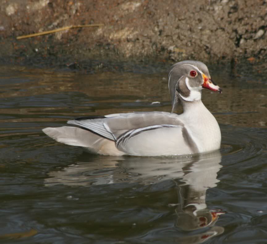 Pato mandarim de varas mutacoes