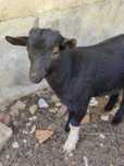 Cabrito anão macho 3 meses