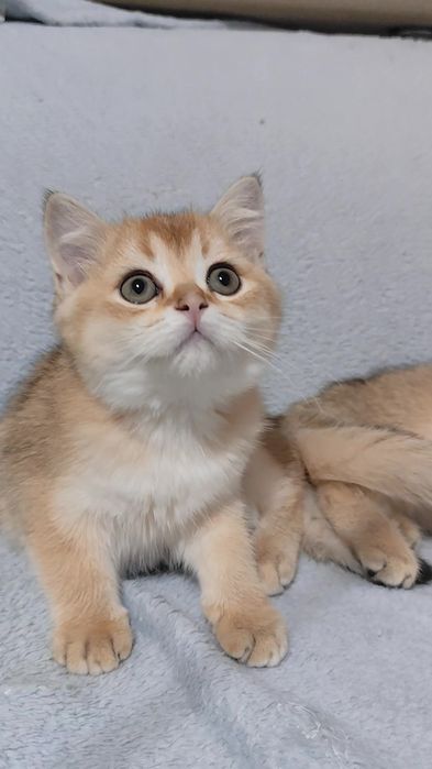 Породистые вислоухие прямоухие котята золотая шиншилла мальчик девочка