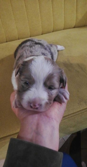 Border collie szczeniak sunia red merle