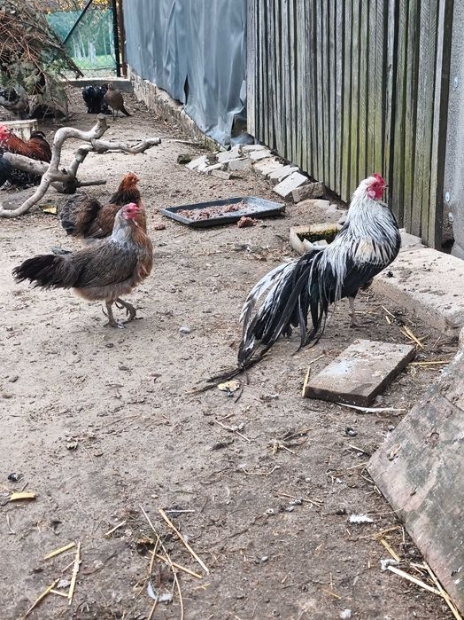 Kury Feniksy na sprzedaż