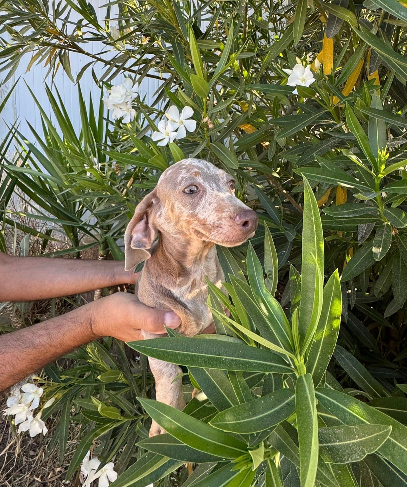 Teckel Chocolate Merle Macho