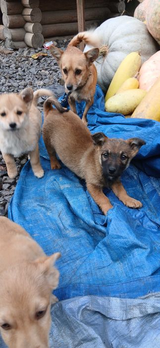 Карликові цуценята