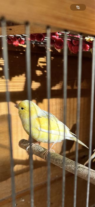 Клетки для канареек и …