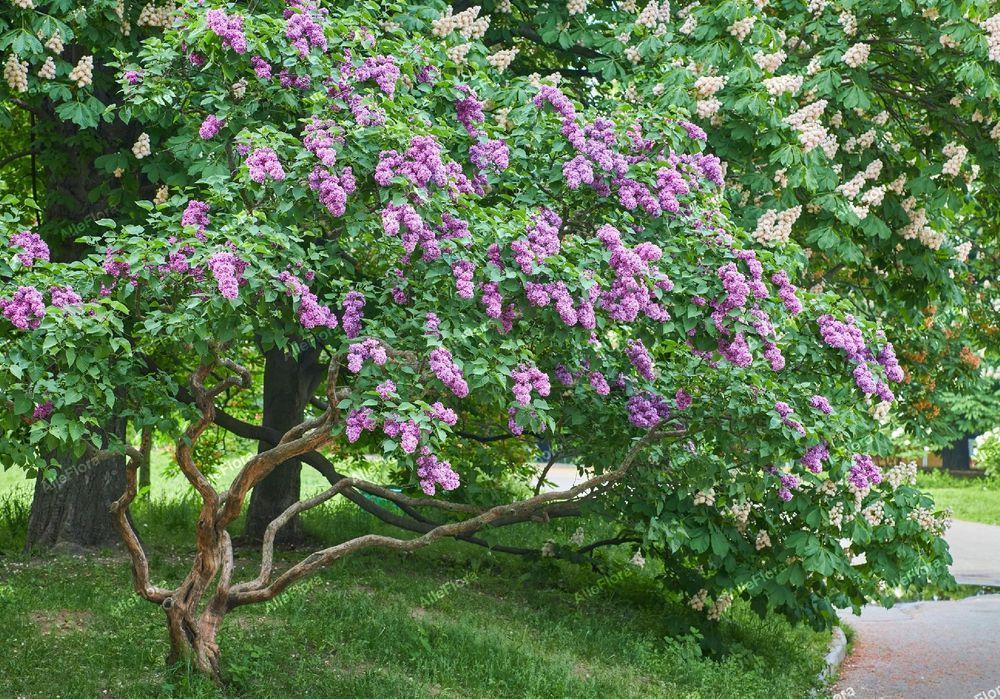 Bez, Lilak pospolity 'Katherine Havemeyer' (Syringa vulgaris) P13