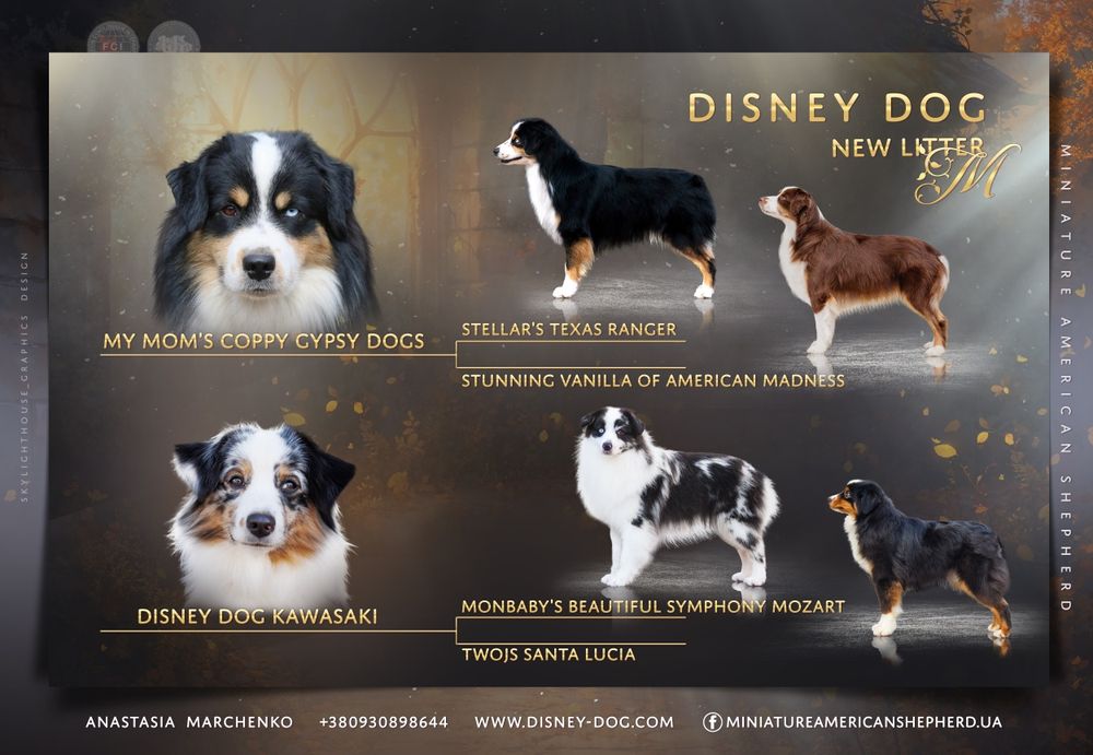 Хлопчики та дівчатка міні ауссі мініатюрна американська вівчарка