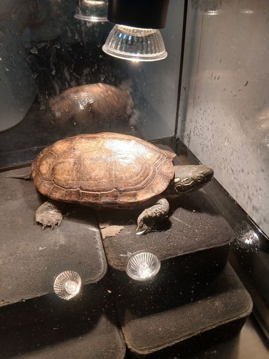 Żółwie chińskie samice