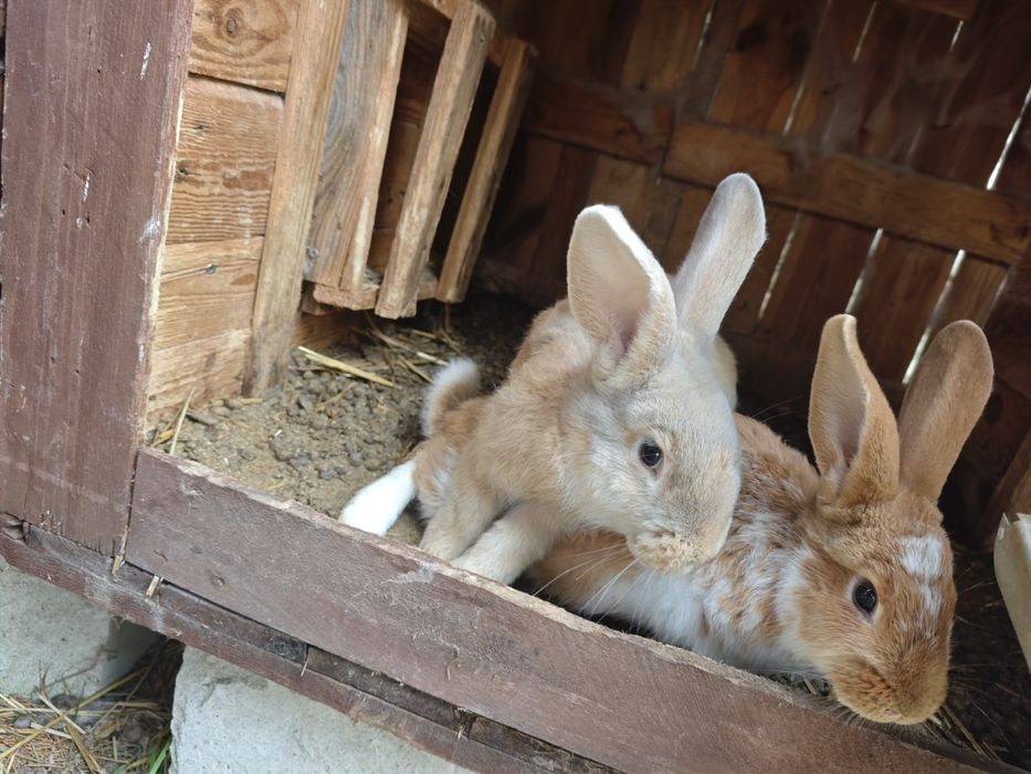 Młode samce królików 12 tyg