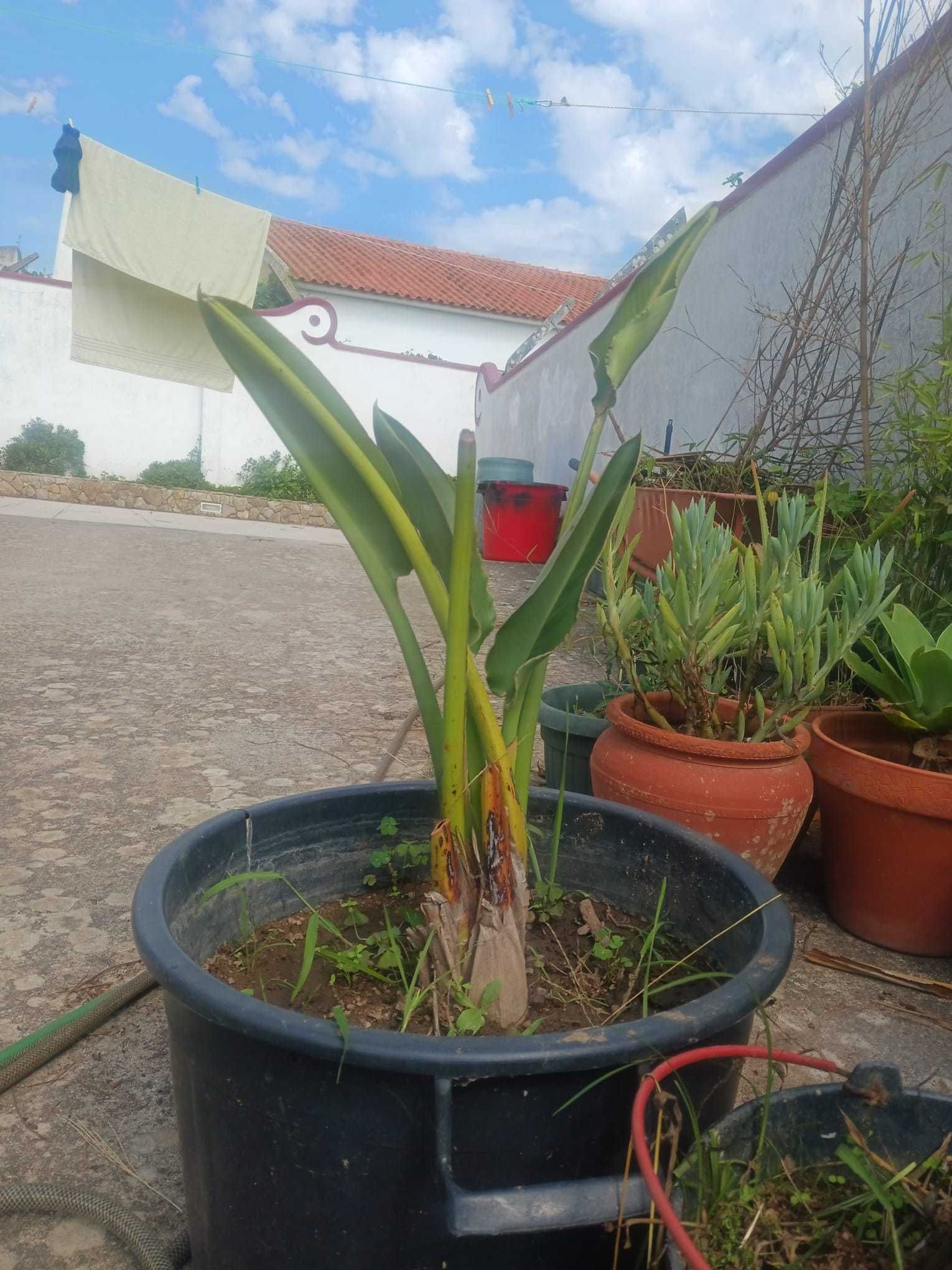 Vendo Estrelícias da madeira - vários preços