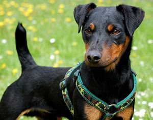 Ягдтерʼєр злучка вязка є хороший самець та самка.