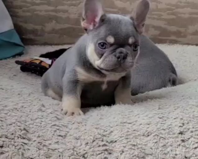 Французька.   ДІвчинка !