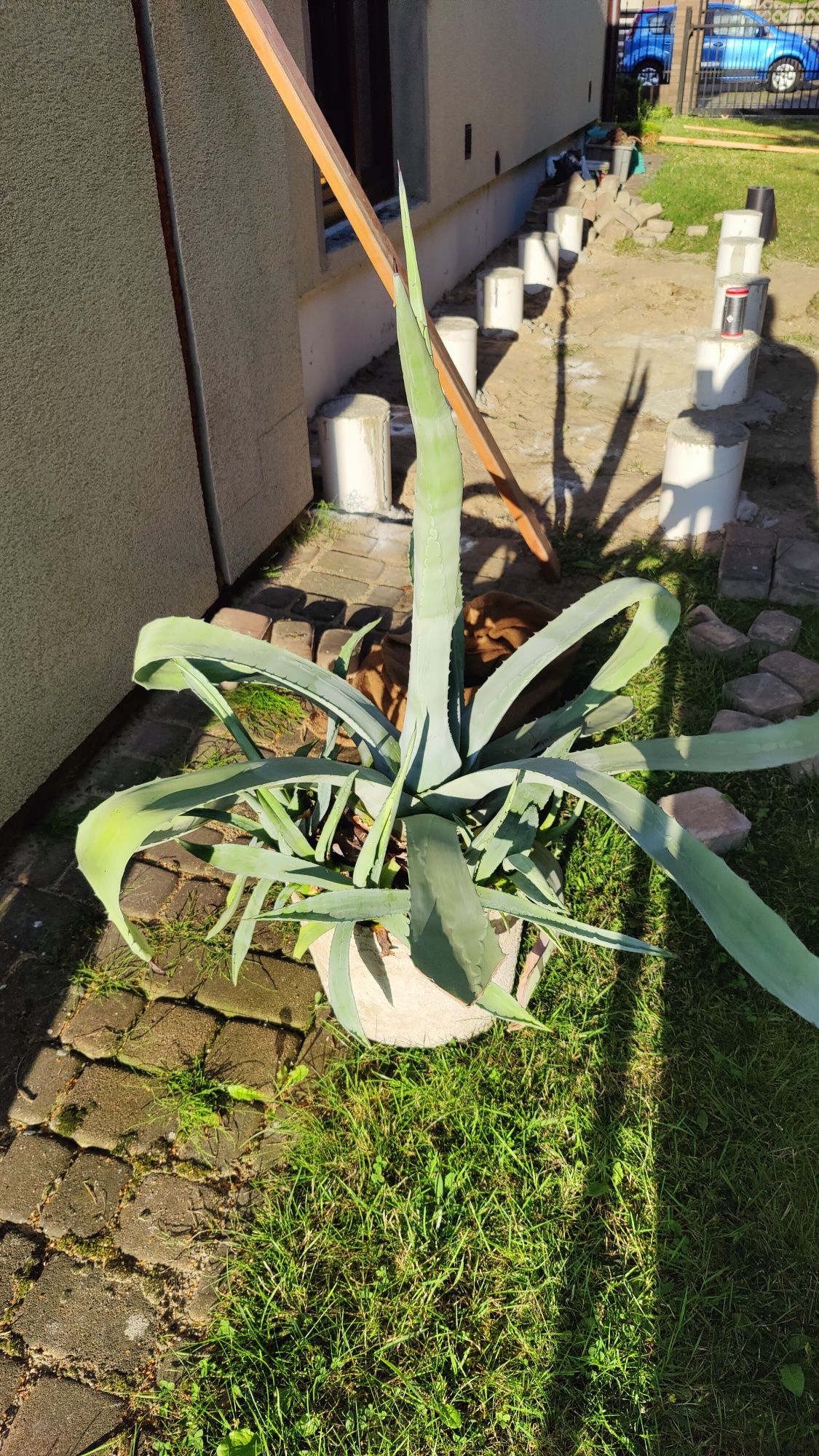 Ogromna piękna agawa