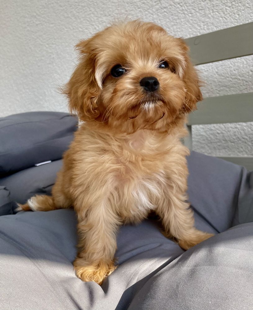 Cavapoo f1/sunia