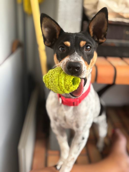 Cão porte pequeno (novo lar)