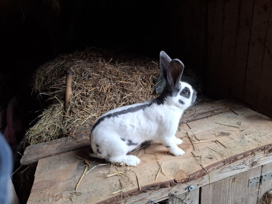 Olbrzym srokacz niebieski samiec rodowód