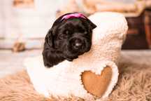 Czarne szczenię Labrador Retriever – hodowla FCI