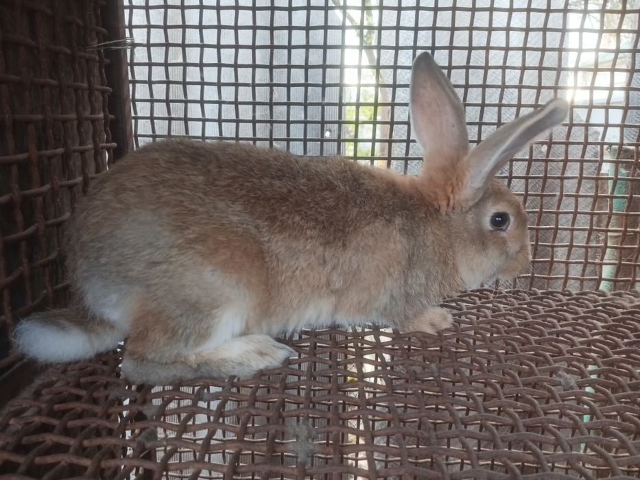 Продаю кролів породи шиншила